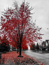 Autumn tree in city against sky