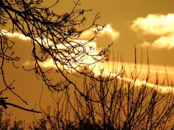 Silhouette of bare tree against sunset sky