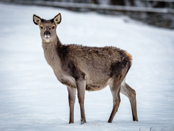 Side view of doe deer standing on snow