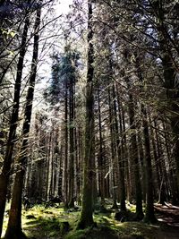 Low angle view of bamboo trees in forest