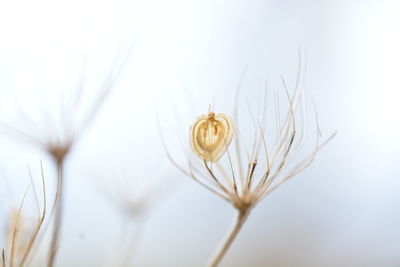 Close-up of white flowering plant