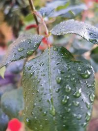 Close-up of wet plant leaves during rainy season