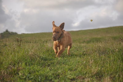Dog on field