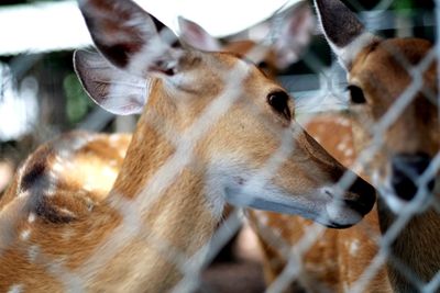 Close-up of deer seen through chainlink fence