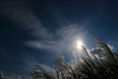 Low angle view of trees against sky