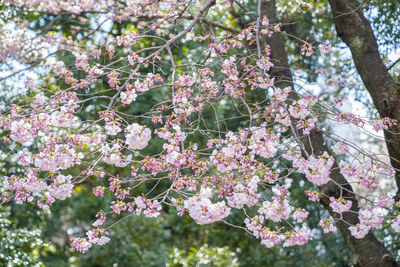 Low angle view of pink flowers on tree