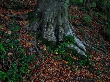 Moss growing on tree trunk in forest