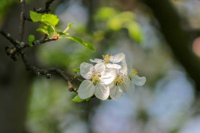 Close-up of cherry blossoms on tree