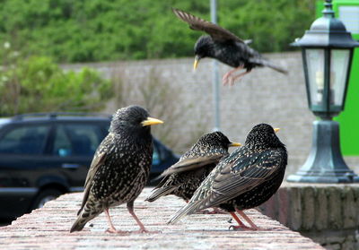 Close-up of bird perching on water