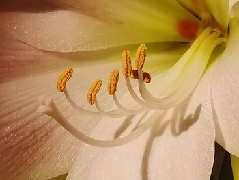 High angle view of flowering plant