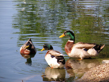 Ducks swimming in lake