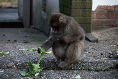 Monkey sitting outdoors