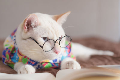 Close-up of cat lying down on bed