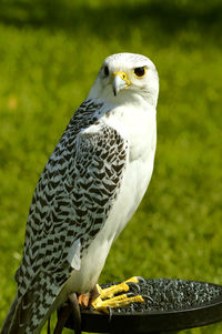 Close-up of owl perching on plant