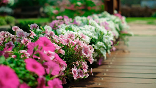 Close-up of pink flowering plant