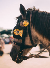 Close-up of a horse