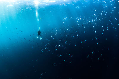 View of fishes swimming in sea