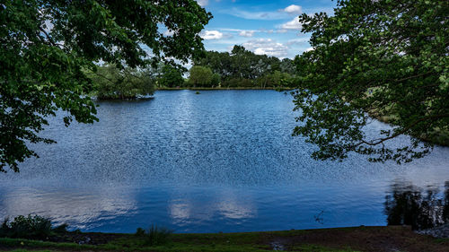 Reflection of trees in calm lake