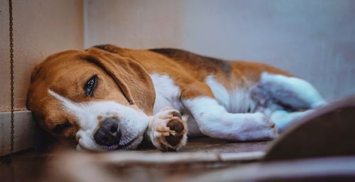 Close-up of a dog sleeping