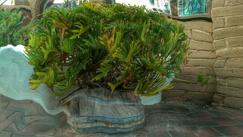 Close-up of plants