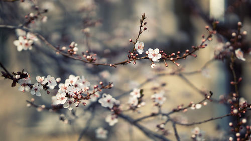 Close-up of cherry blossom on tree