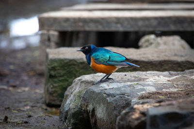 Close-up of bird perching on rock