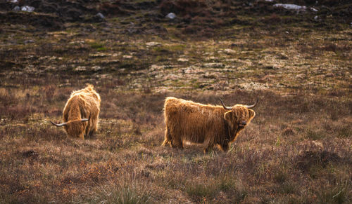 Sheep grazing on field