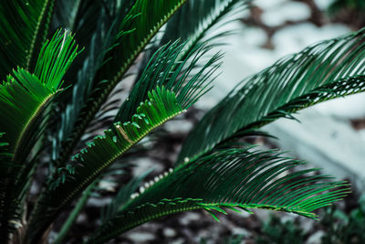 Close-up of palm leaf