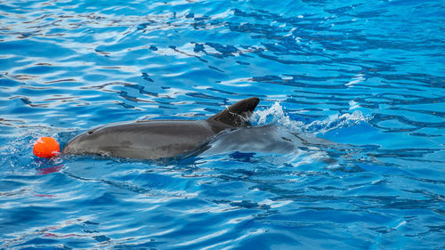 High angle view of a dolphine playing with an orange ball in a swimming pool