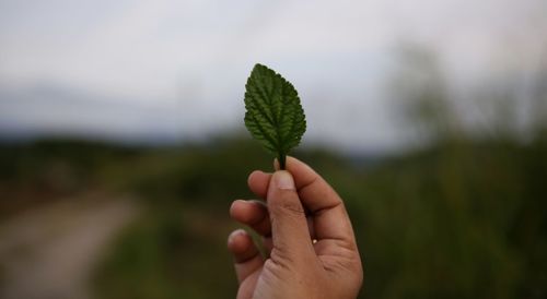 Close-up of hand holding plant