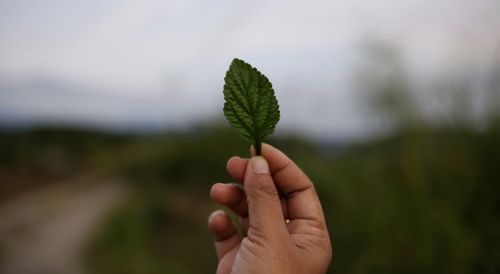 Cropped hand holding leaf