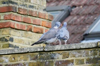 Low angle view of two pigeons perching on wall