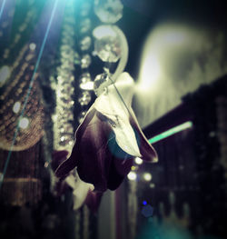 Close-up of flower against blurred background