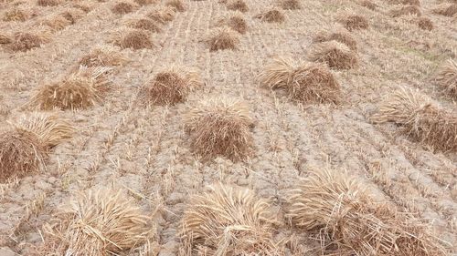 High angle view of dry grass on field