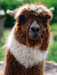 Close-up portrait of alpaca