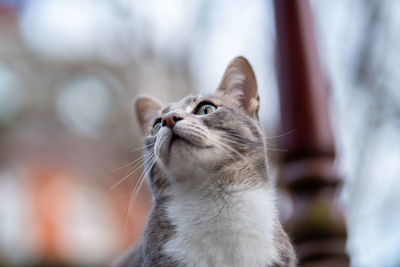 Close-up of a cat looking away