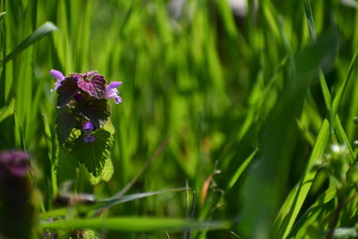 Close-up of purple iris flower