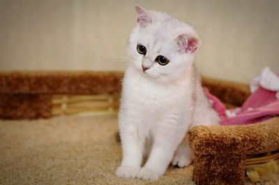 Cute white kitten sitting on pet bed