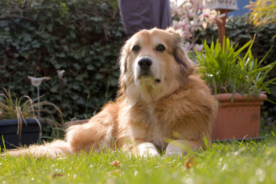 Portrait of dog sitting on field