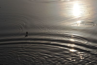 High angle view of silhouette frog jumping in lake