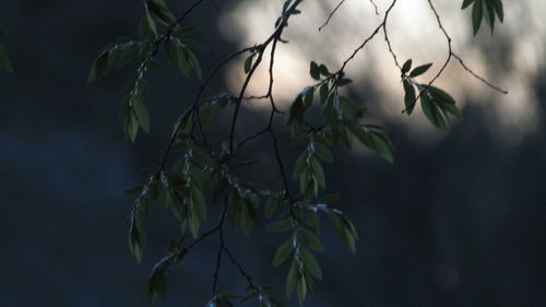 Close-up of green twigs