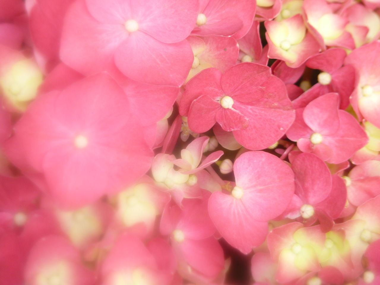 CLOSE-UP OF PINK FLOWERING PLANTS