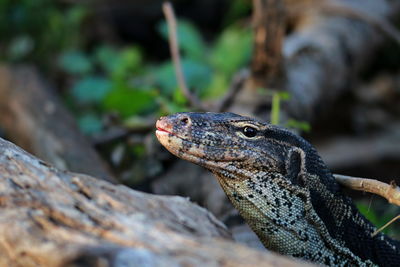 Close-up of lizard