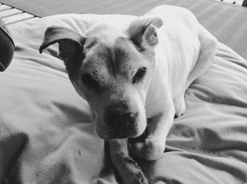 Portrait of a dog resting on sofa