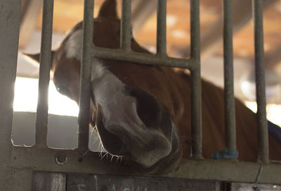 Close-up of horse in cage