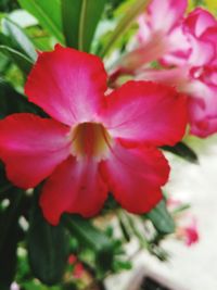 Close-up of pink rose flower