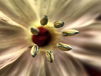 Full frame shot of flowering plant