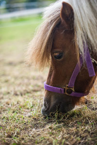 Close-up of horse on field