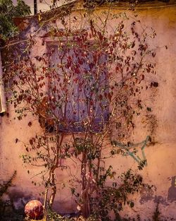Digital composite image of flowering plant against wall