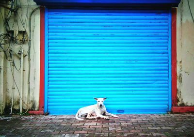 Stray dog lying on sidewalk against blue shutter